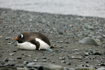 Chubby penguin laying down on a rocky beach to sleep