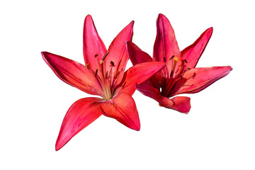 Wild lily . Wildflowers.
Far East wildflowers . Wild lily .