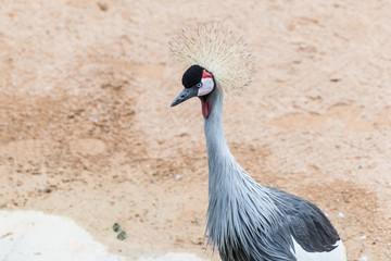The grey crowned african crane