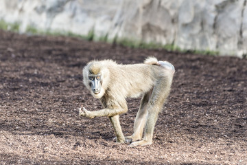 The South African monkey.