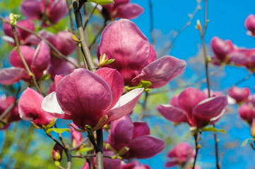Close-up view of purple blooming magnolia in spring botanical garden