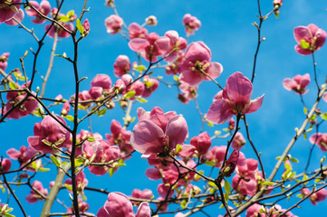 Close-up view of purple blooming magnolia in spring botanical garden