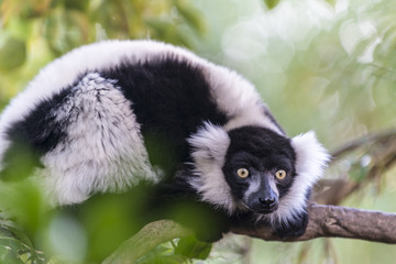 The black-and-white ruffed lemur (Vari, Varecia variegata).