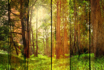 forest tree screen on old wood texture abstract