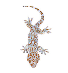 gecko
