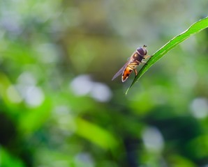 Fly sitting on plant