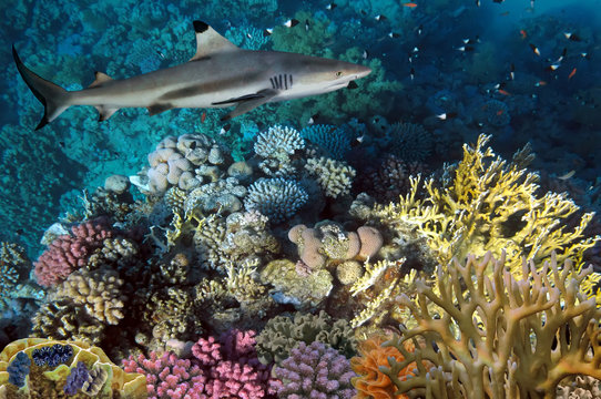 colorful underwater coral reef and big angry hungry shark