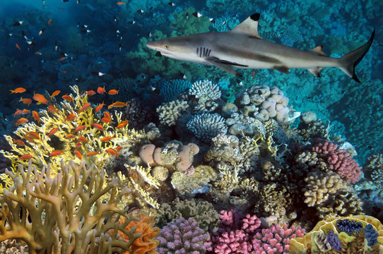 colorful underwater coral reef and big angry hungry shark
