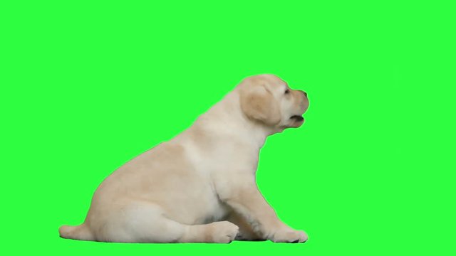 labrador puppy barking at the green screen