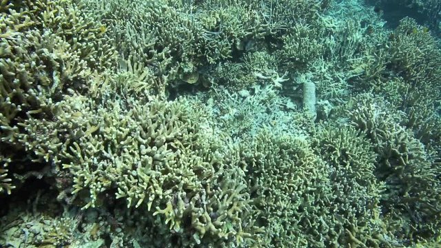  Coral reef showing obvious signs of blast fishing or dynamite fishing in Manokwari Harbor, West Papua 
