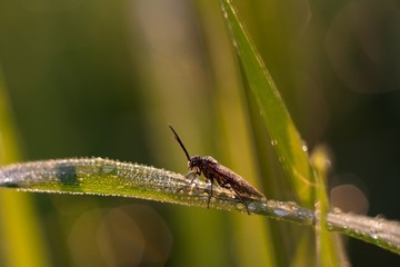 Little bug macro