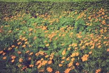 Yellow flower garden in vitage tone