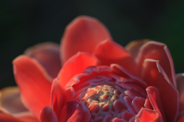 Abstract flower with sunray