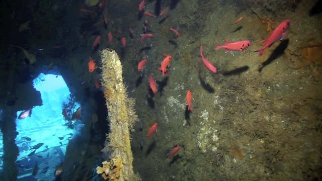 Soldierfish (Holocentridae) inside a shipwreck in Manokwari Harbor, West Papua 