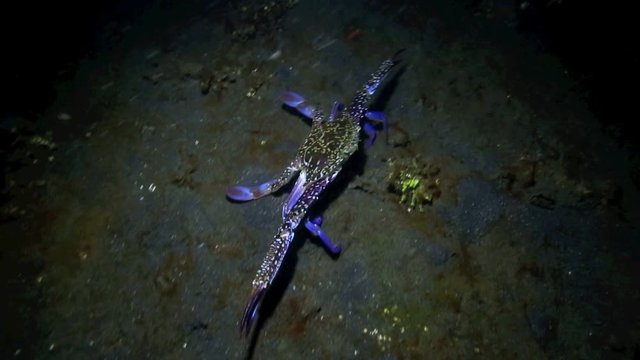 Large blue (Portunus pelagicus) crab walking and swimming along ocean floor at night