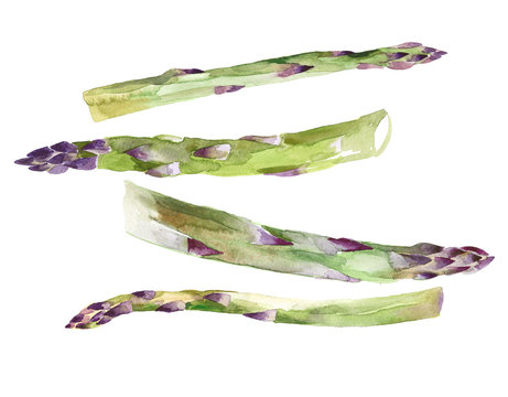 Watercolor Asparagus - Food illustration