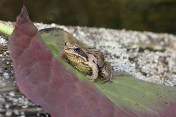 The frog sitting on a green leaf