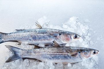 Pair of mullet fish in ice with copy space