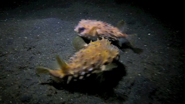 Young porcupinefish playing underwater at night in Lembeh Island 
