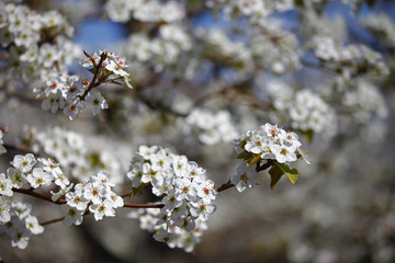 Pear flower