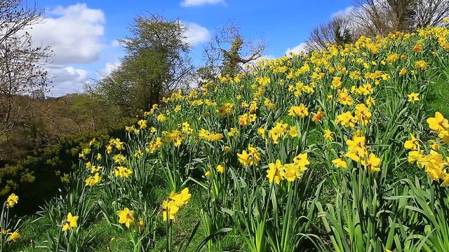 host of daffodils