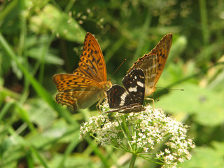 Silver-washed fritillary
butterfly on the flower close-up