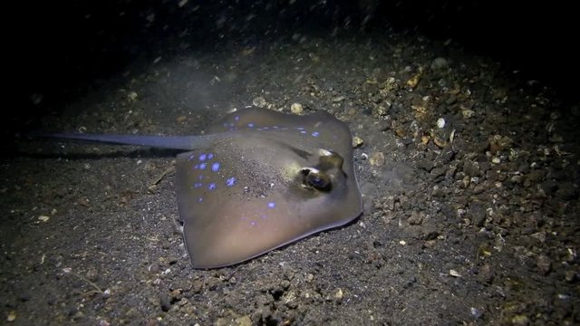 
00:00 | 00:24
1&times;
Bluespotted stingray (Neotrygon kuhlii) on ocean floor at night in Lembeh Island, north Sulawesi 