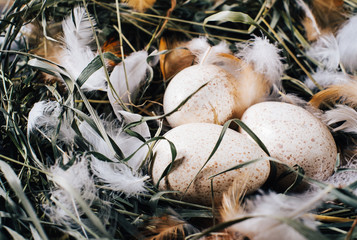 Natural unpainted chicken eggs with bright feathers on the dry green grass in the nest on a wooden dark background of vintage boards close-up , easter eggs closeup