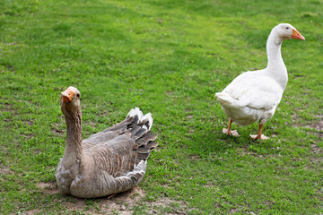 Two geese on the green grass.