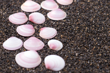 Obraz na płótnie Canvas Seashells on dark sand