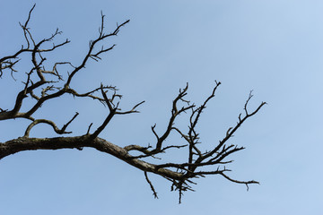 Dry tree branch