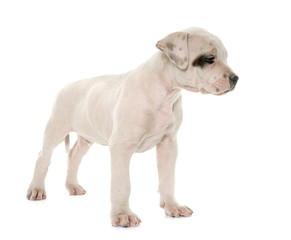 Obraz na płótnie Canvas puppy american bulldog