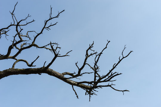 Dry Tree Branch