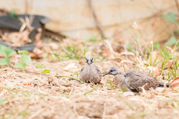 Baby spotted doves on the ground