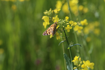 Butterfly, which sits on a yellow flower of colza