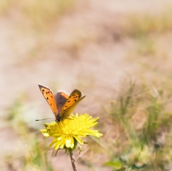 Beautiful butterfly sitting on plant