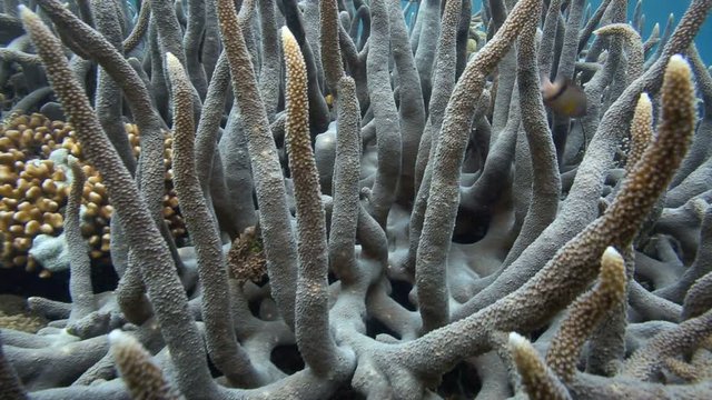 Healthy thriving coral reef and fish in Bunaken National Park, North Sulawesi 