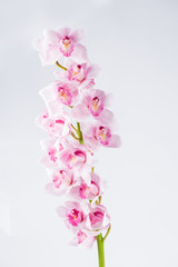Cymbidium orchid branch