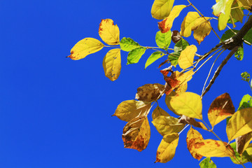 Fototapeta na wymiar leaves on a tree against the blue sky