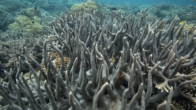 Healthy thriving coral reef and fish in Bunaken National Park, North Sulawesi 