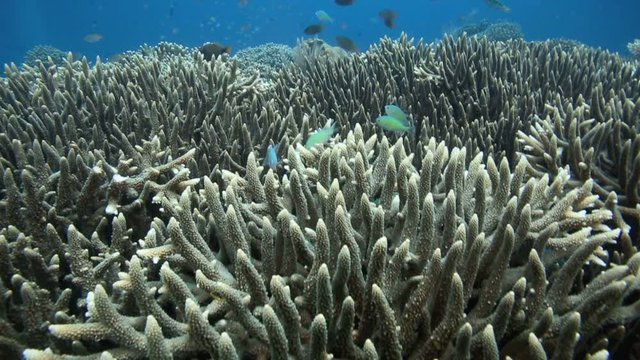 Healthy coral reef alive with sea life in Bunaken National Park, north Sulawesi 