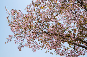 sakura tree