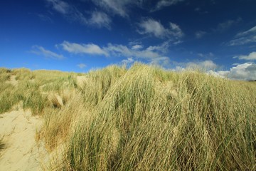 dunes of the Touquet ( France)