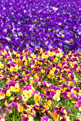 Viele Stiefmütterchen in einem Gewächshaus