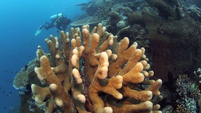  Marine biodiversity scuba diving coral reef wall in Bunaken National Park, north Sulawesi 