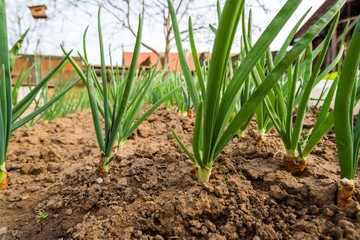 Obraz premium Close up of spring onion sprouts in vegetable garden in early spring