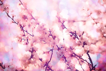 Flowers of the cherry blossoms