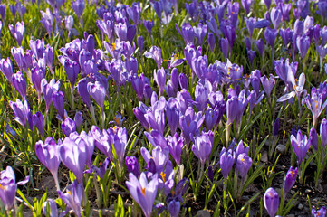 Crocus is a genus of flowering plants in the iris family comprising 90 species of perennials grown...