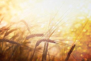 Wheat field on setting sun