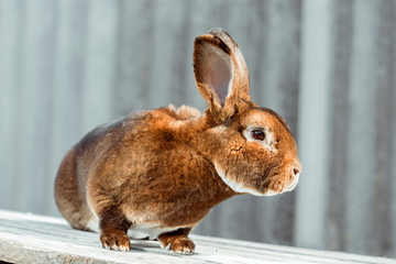close up picture of a cute red brown сurious rex bunny rabbit looking at the camera.